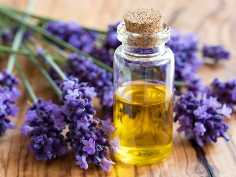 Using Lavender Oil During Pregnancy: Everything You Need to Know